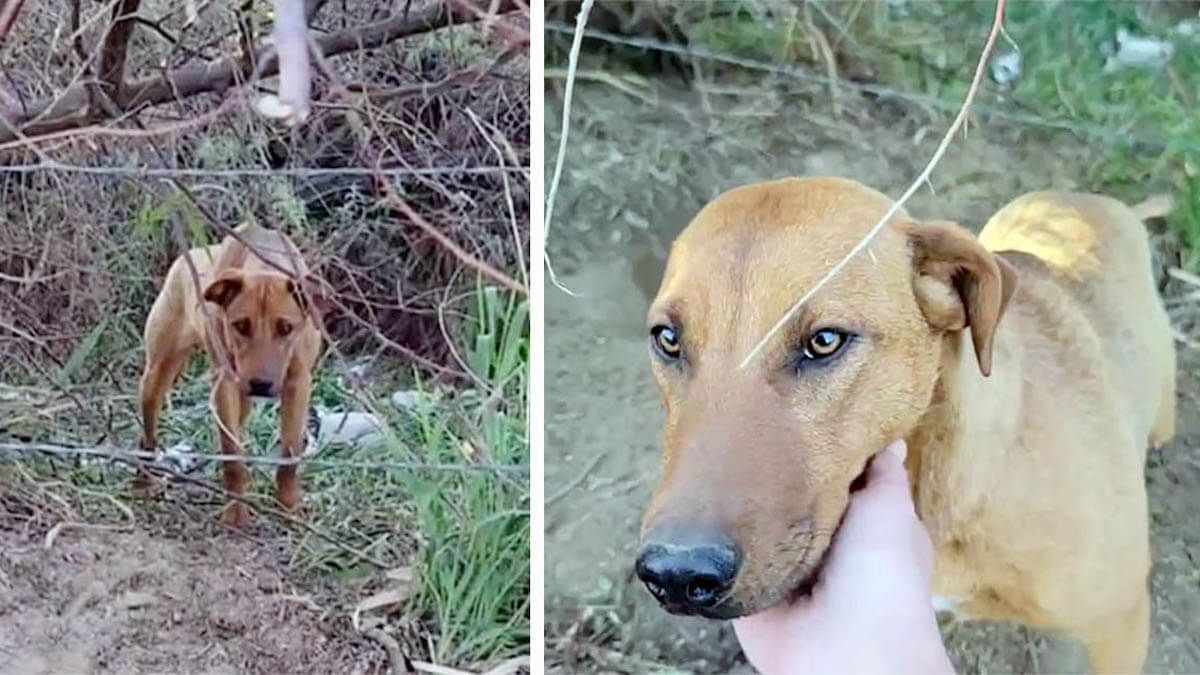 Abandonner Tout Seul Dans Une For T Ce Chien De Quatre Mois Reste