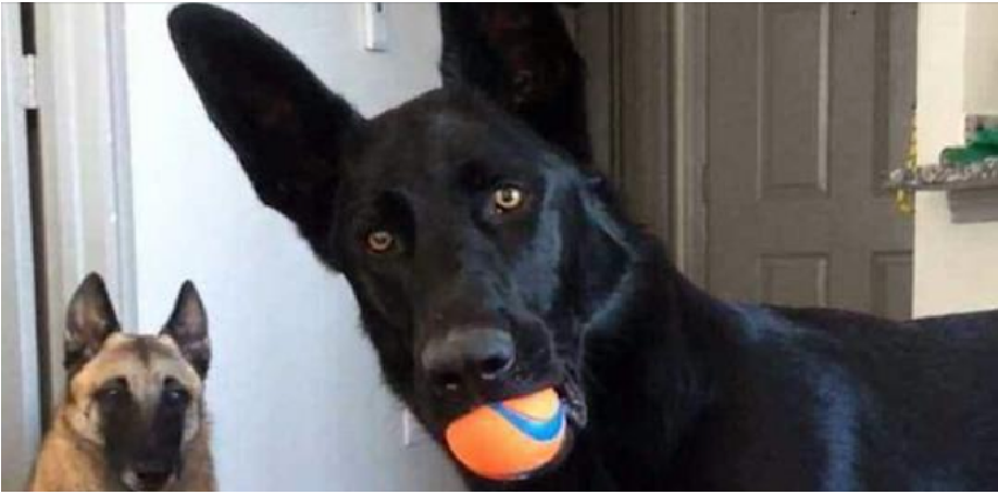 Un Chien Qui Réagit Tendrement Au Son Dun Bébé Qui Pleure