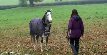 Absence de 3 semaines : la réaction émouvante du son cheval