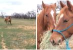 Ce cheval court pour offrir un bouquet de foin à sa chérie